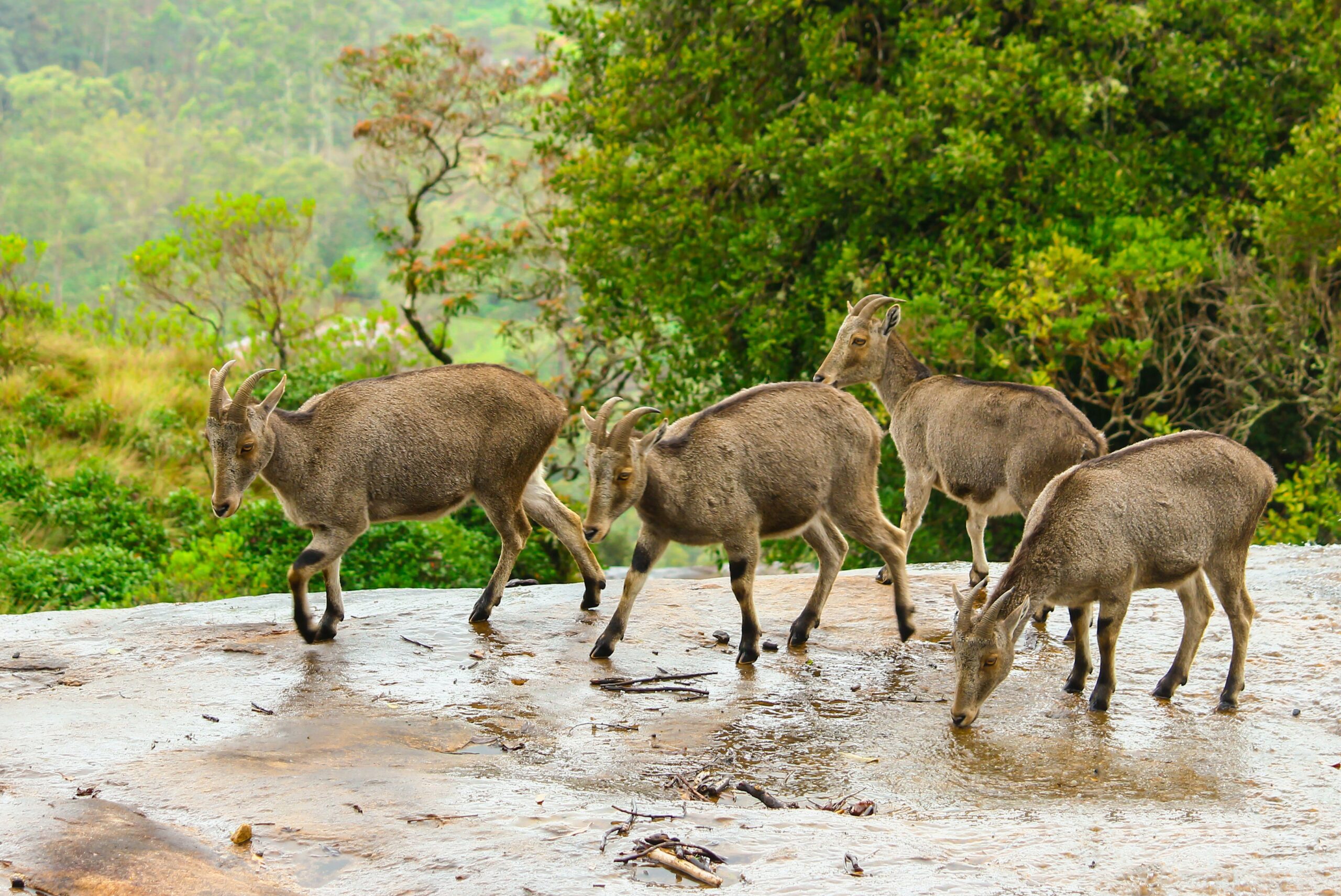 Nilgiri Tahr: The Highland Gem of the Western Ghats